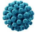 Virus isolated bacteria molecule
